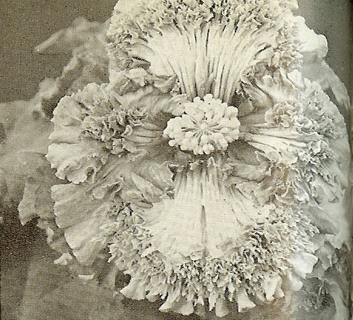 B. ‘Tuberhybrida forms’